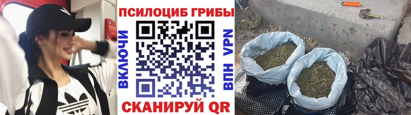 Псилоцибиновые грибы мицелий  Купить  Канаш 